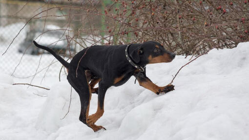 German sales pinscher doberman